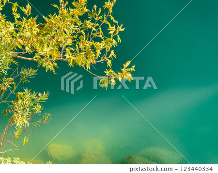 Green leaves against the background of azure transparent water in a mountain river Green leaves against the background of azure transparent water in a mountain river 123440334