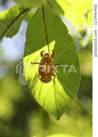 Cicada shell 123440408