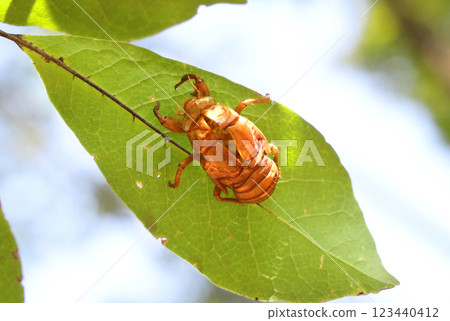 Cicada shell Cicada shell 123440412