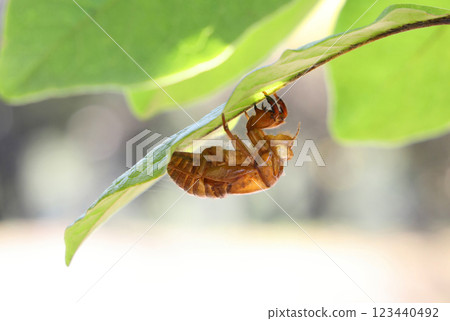 Cicada shell 123440492
