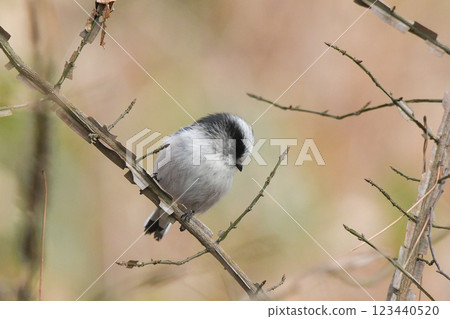 長尾山雀 長尾山雀 123440520