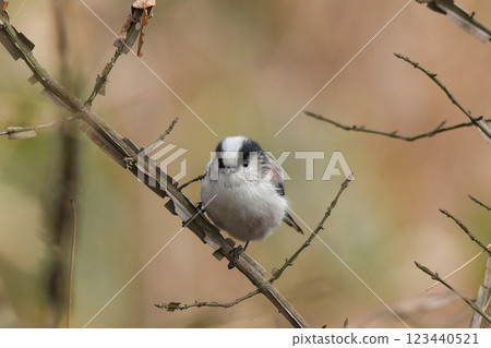 長尾山雀 123440521