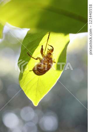 Cicada shell 123440558
