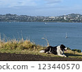 港口城鎮的狗 123440570
