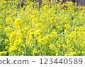 強奸的花朵預示著春天的到來 123440589