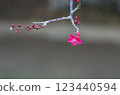 紅梅花蕾在冬日陽光下閃閃發光 123440594