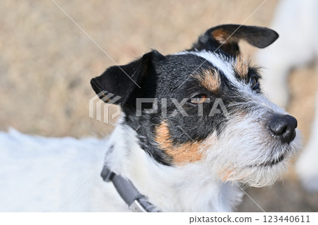 Close-up of a cute Jack Russell Terrier 123440611