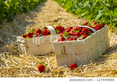 Strawberry field on fruit farm. Fresh ripe organic strawberry in white basket next to strawberries bed on pick your own berry plantation. Strawberry field on fruit farm. Fresh ripe organic strawberry in white basket next to strawberries bed on pick your own berry plantation. 123440660