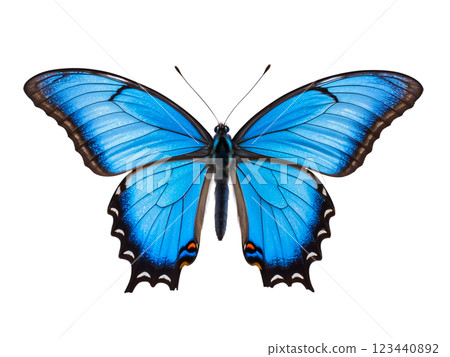 Top view of single blue butterfly isolated on transparent background. 123440892