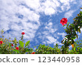 紅芙蓉和藍藍的天空 123440958