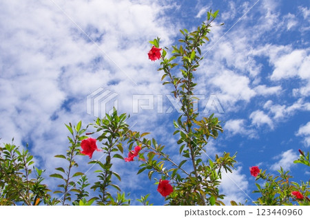 Hibiscus and blue sky 123440960
