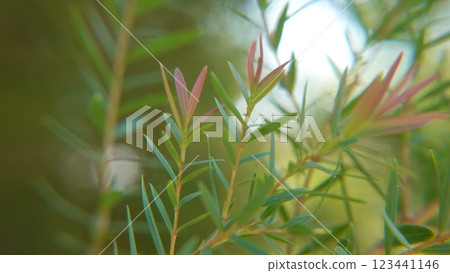 Melaleuca bracteata macro leaves small world Melaleuca bracteata macro leaves small world 123441146