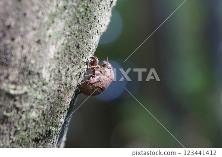 niisemi的小殼 niisemi的小殼 123441412