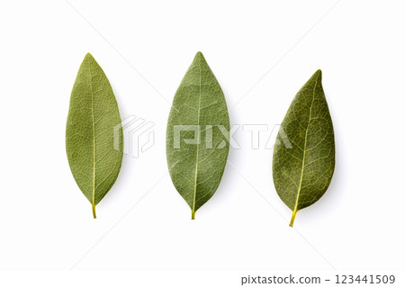 Leaves of Laurie 123441509