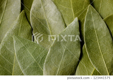 Leaves of Laurie 123441575