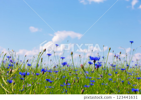 A cornflower field under the blue skies. Natural natural background. A cornflower field under the blue skies. Natural natural background. 123441631