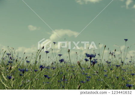 Vintage emerald cornflower field. Retro natural background. 123441632