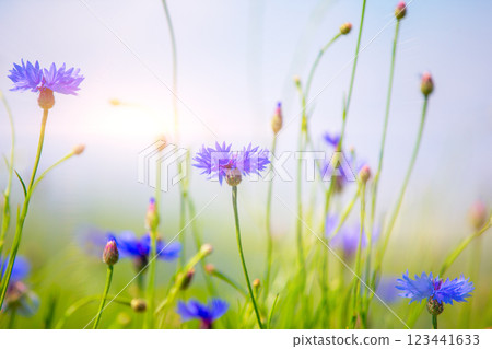 Cornflowers on a field close-up in the sun. Natural floral background. 123441633