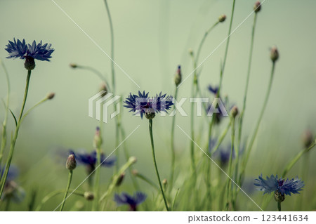 Cornflowers on a field close-up in emerald vintage tint. Natural floral background. 123441634