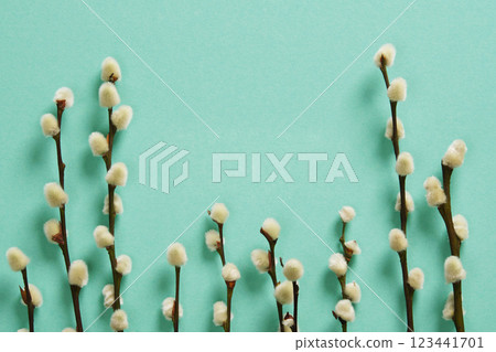 Spring background with willow sprigs with fluffy buds on green mint background. Space for your text. 123441701