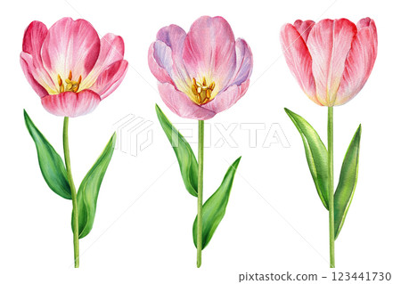 Spring tulips watercolor illustration, realistic botanical artwork. Blooming pink tulip flowers, leaves clipart design 123441730