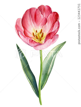 Tulip flower clipart. Hand-painted tulips in watercolor style, elegant floral design with pink petals and green stems 123441731