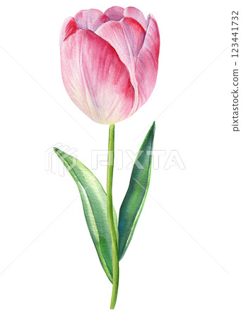 Pink tulip flower. Floral watercolor painting with blooming tulips, realistic botanical illustration pink spring flowers Pink tulip flower. Floral watercolor painting with blooming tulips, realistic botanical illustration pink spring flowers 123441732