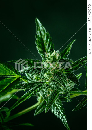 Cannabis plant with green leaves and white flowers, with trichomes 123442000