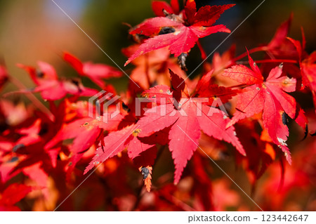 Colored autumn leaves 123442647