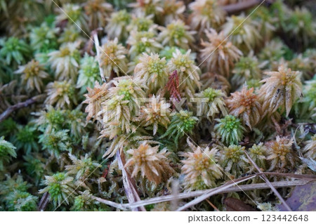 一簇新鮮的苔蘚 一簇新鮮的苔蘚 123442648