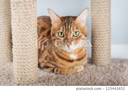 Bengal cat sitting on scratching post Bengal cat sitting on scratching post 123442652