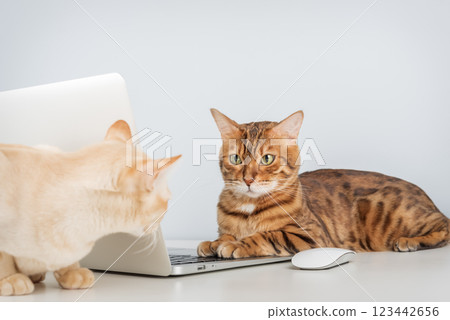 Bengal cat working on computer. 123442656