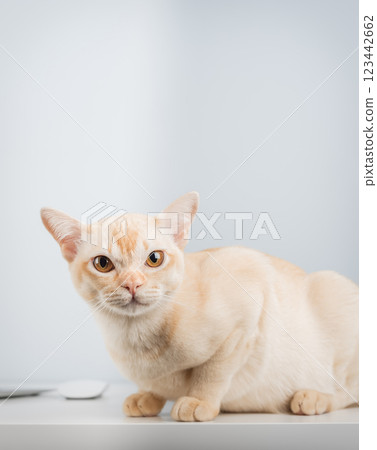 Cat works on computer at home or in office. Cat works on computer at home or in office. 123442662