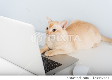 Cat works on computer at home or in office. 123442664