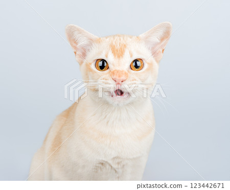 Shocked domestic cat, cat scared or surprised. Shocked domestic cat, cat scared or surprised. 123442671