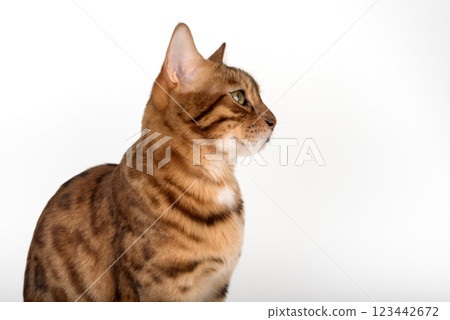 Studio portrait of young bengal cat looking away on white background. Studio portrait of young bengal cat looking away on white background. 123442672