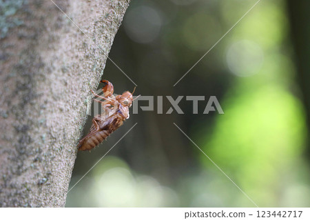Cicada shell 123442717