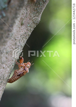 Cicada shell 123442718