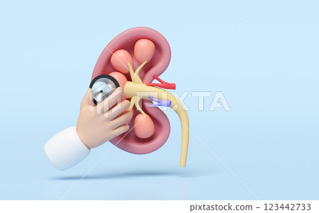 3d human kidney cross section with doctor cartoon hand holding stethoscope isolated on blue background. health check, world kidney day concept, 3d illustration render 123442733