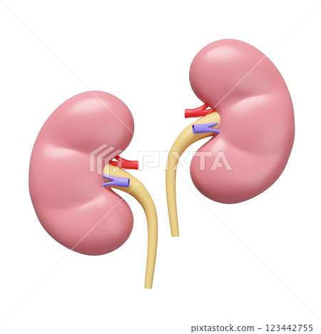 3d kidney human realistic isolated. world kidney day concept, 3d illustration render 123442755