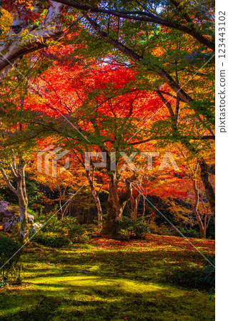 【京都風光】圓光寺～讓人流連忘返的絕美紅葉 123443102