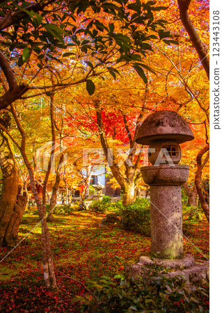 [Kyoto Scenery] Enkoji Temple - The stunning beauty of autumn leaves that you'll want to look at forever 123443108