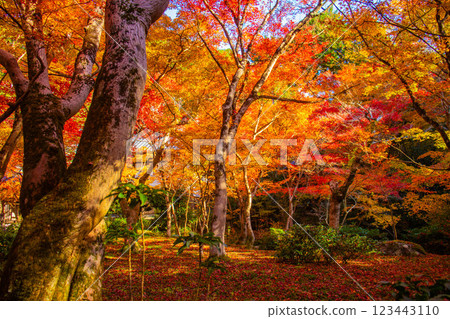 [Kyoto Scenery] Enkoji Temple - The stunning beauty of autumn leaves that you'll want to look at forever 123443110