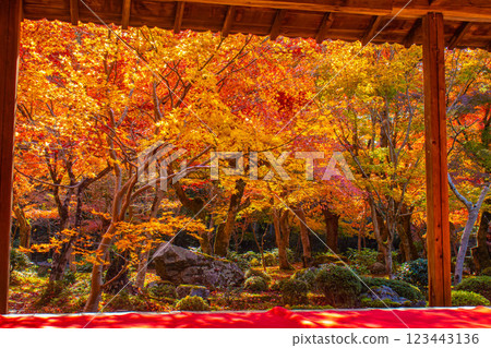 【京都風光】圓光寺～讓人流連忘返的絕美紅葉 123443136
