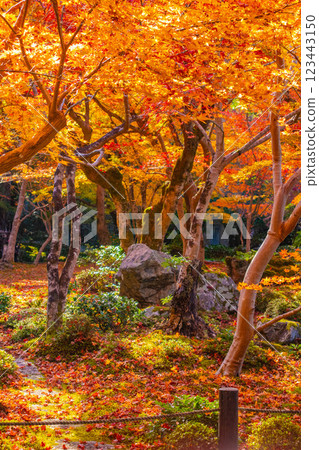 【京都風光】圓光寺～讓人流連忘返的絕美紅葉 123443150