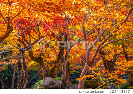 [Kyoto Scenery] Enkoji Temple - The stunning beauty of autumn leaves that you'll want to look at forever 123443157