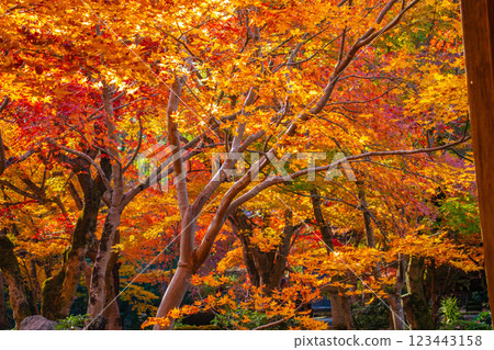 [Kyoto Scenery] Enkoji Temple - The stunning beauty of autumn leaves that you'll want to look at forever 123443158