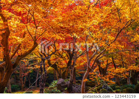 [Kyoto Scenery] Enkoji Temple - The stunning beauty of autumn leaves that you'll want to look at forever 123443159