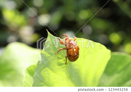 Cicada shell Cicada shell 123443256