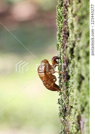 Cicada shell Cicada shell 123443277